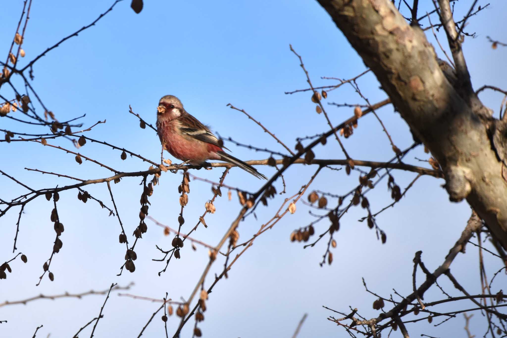 Siberian Long-tailed Rosefinch