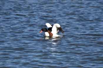 Thu, 1/4/2024 Birding report at Watarase Yusuichi (Wetland)