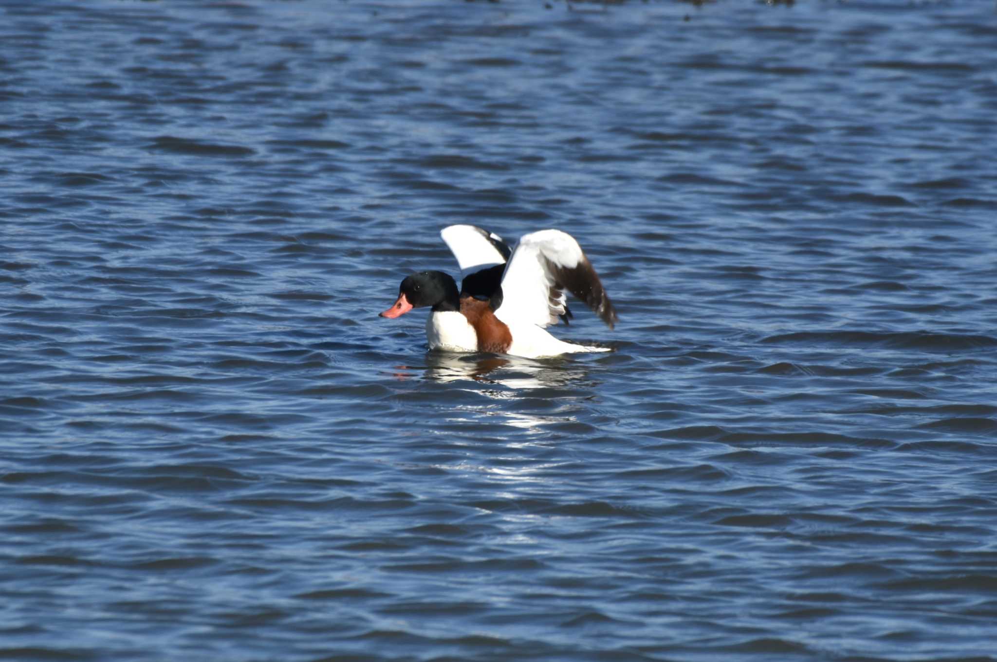 Common Shelduck