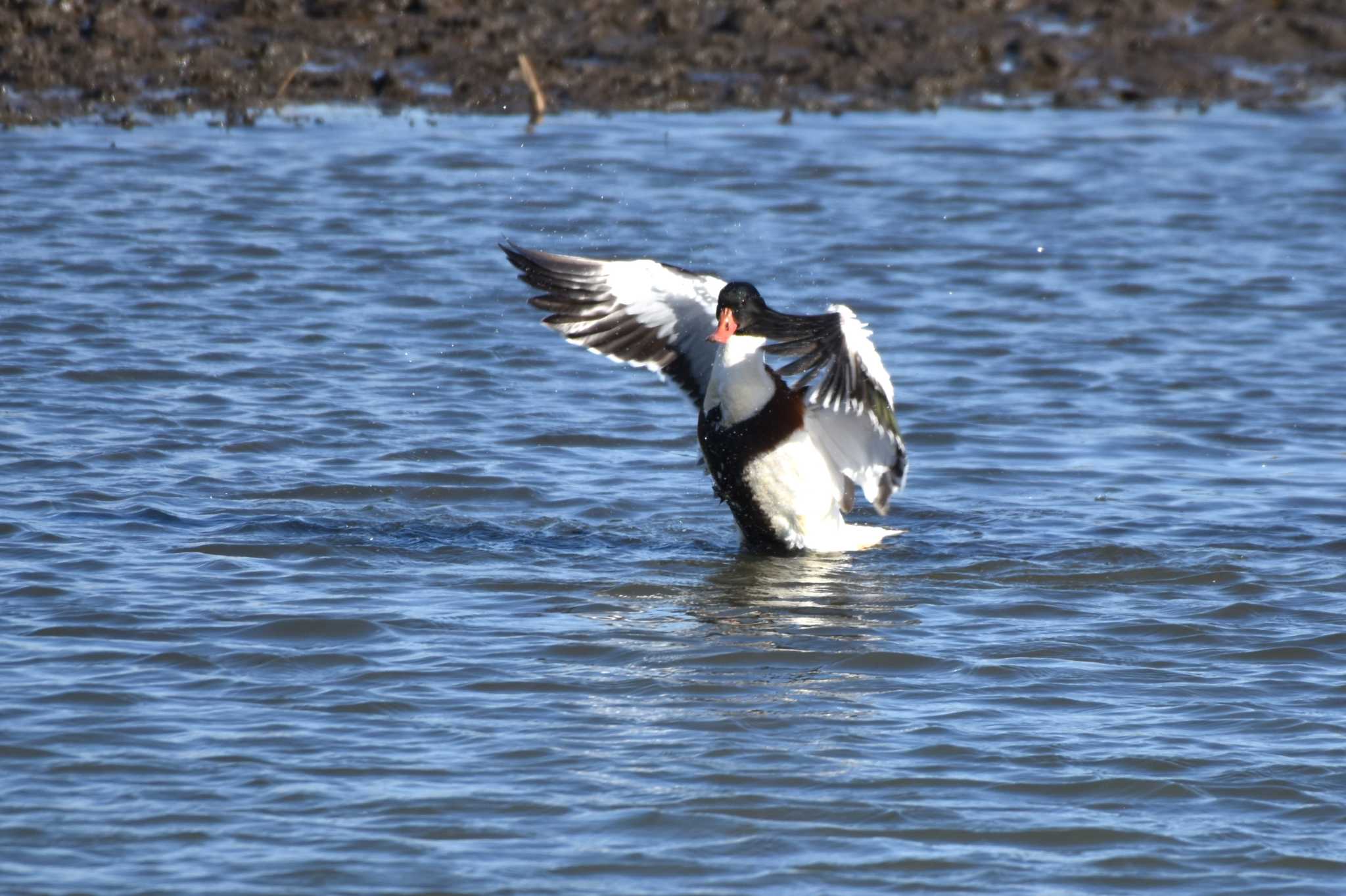 Common Shelduck