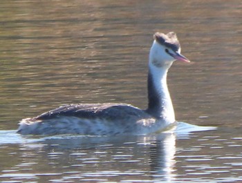 Tue, 1/2/2024 Birding report at 平城宮跡