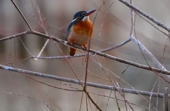 Thu, 1/4/2024 Birding report at 城北公園