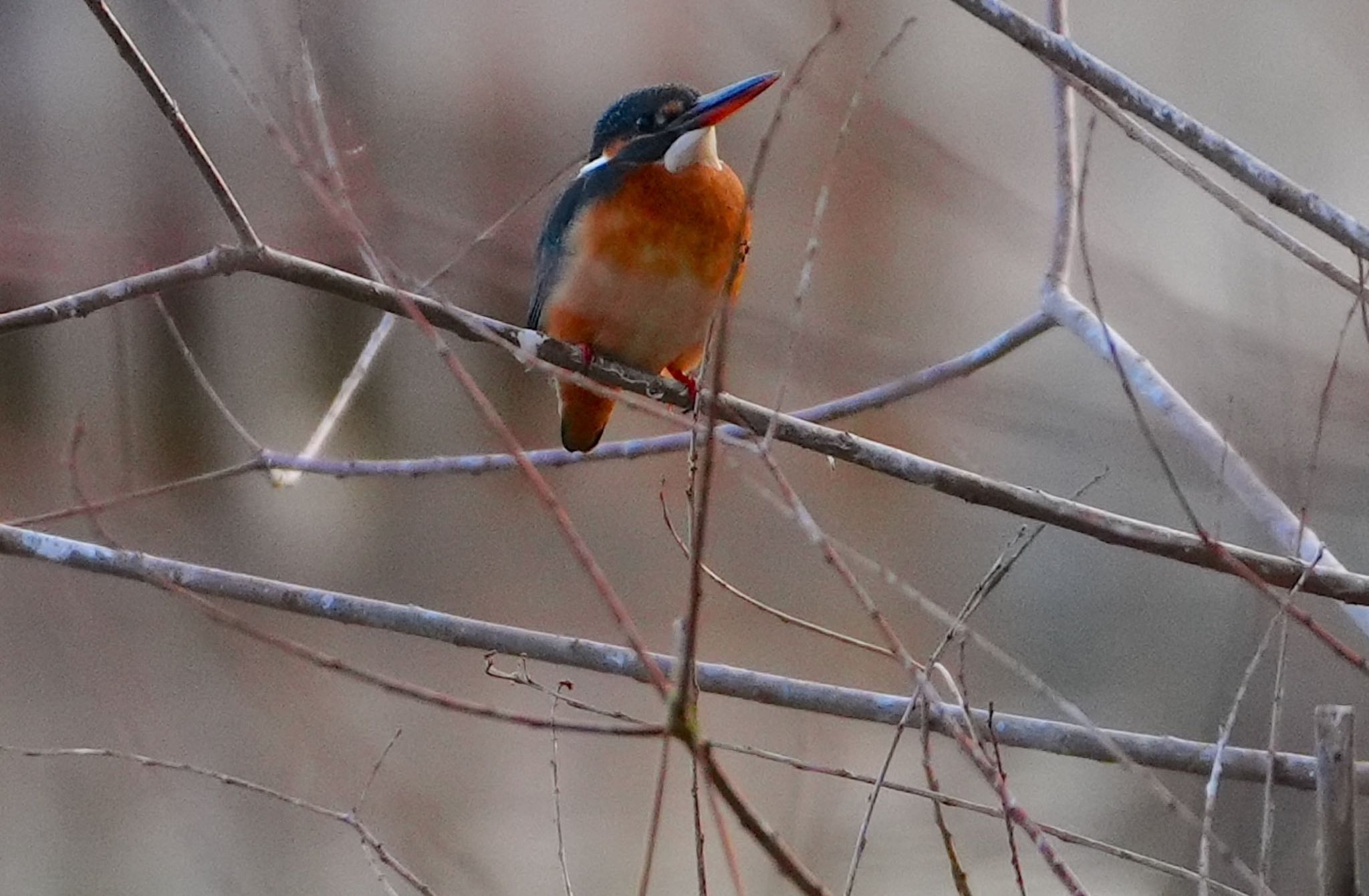 Common Kingfisher