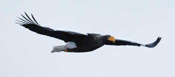 Steller's Sea Eagle 納沙布岬 Thu, 1/4/2024