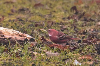 Pallas's Rosefinch 和泉葛城山 Thu, 1/4/2024