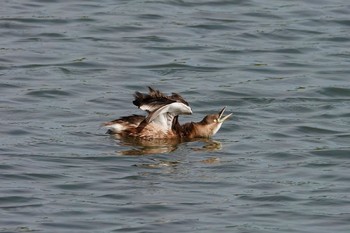 カイツブリ 東京港野鳥公園 2018年10月31日(水)