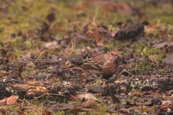 Pallas's Rosefinch 和泉葛城山 Thu, 1/4/2024