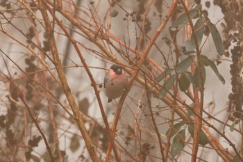 Eurasian Bullfinch 和泉葛城山 Thu, 1/4/2024