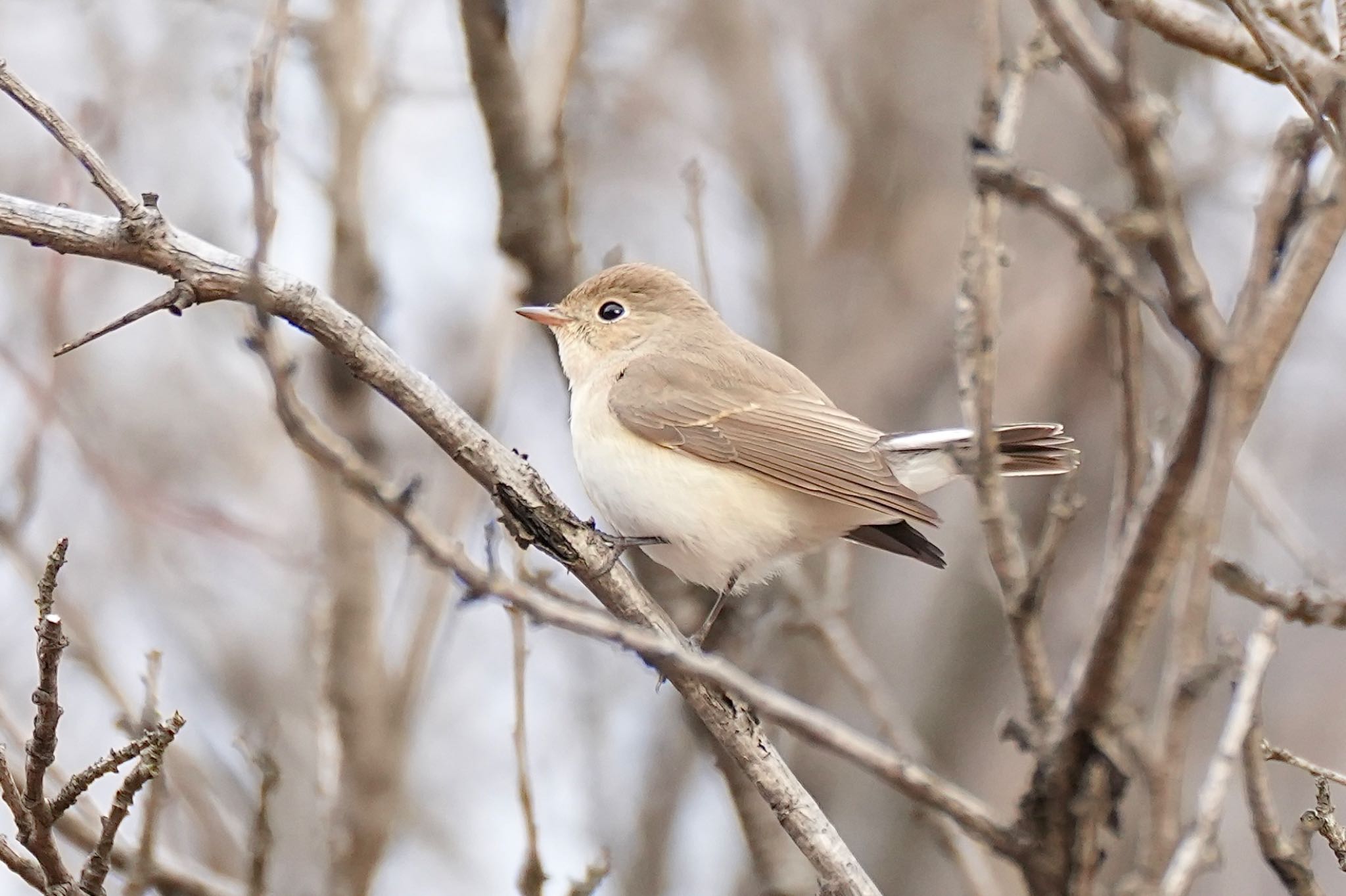 井の頭公園 ニシオジロビタキの写真 by あらどん