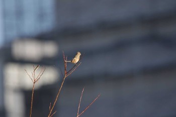 ベニマシコ 芥川 2024年1月2日(火)