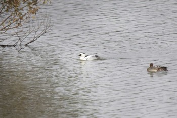 ミコアイサ 山田池公園 2024年1月3日(水)