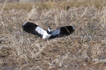 Northern Lapwing 河北潟 Sat, 12/30/2023