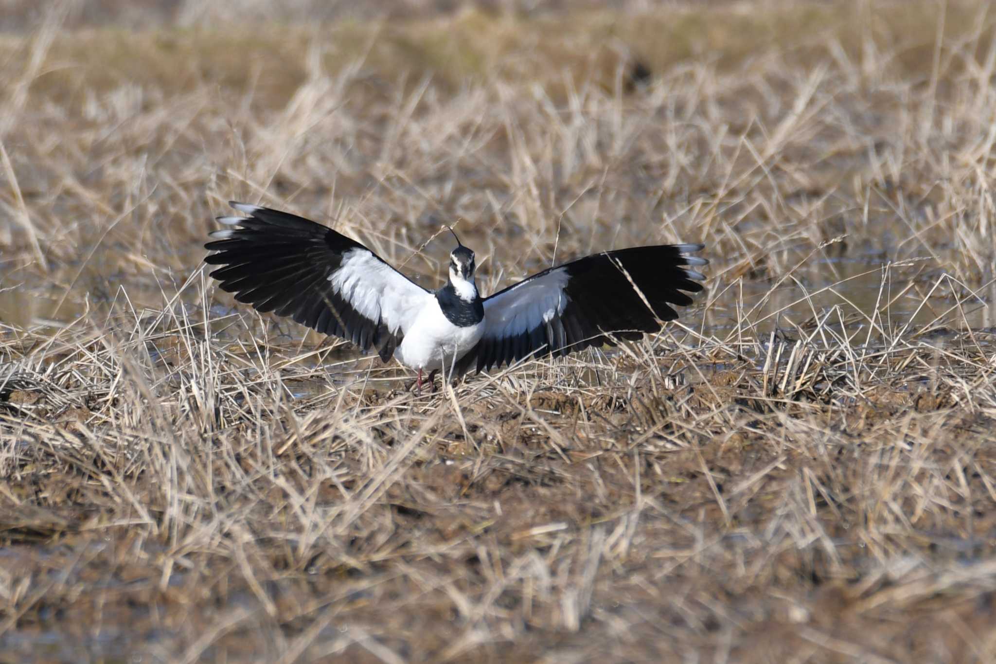 Northern Lapwing