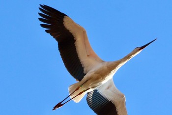 2023年12月30日(土) 渡良瀬遊水地の野鳥観察記録