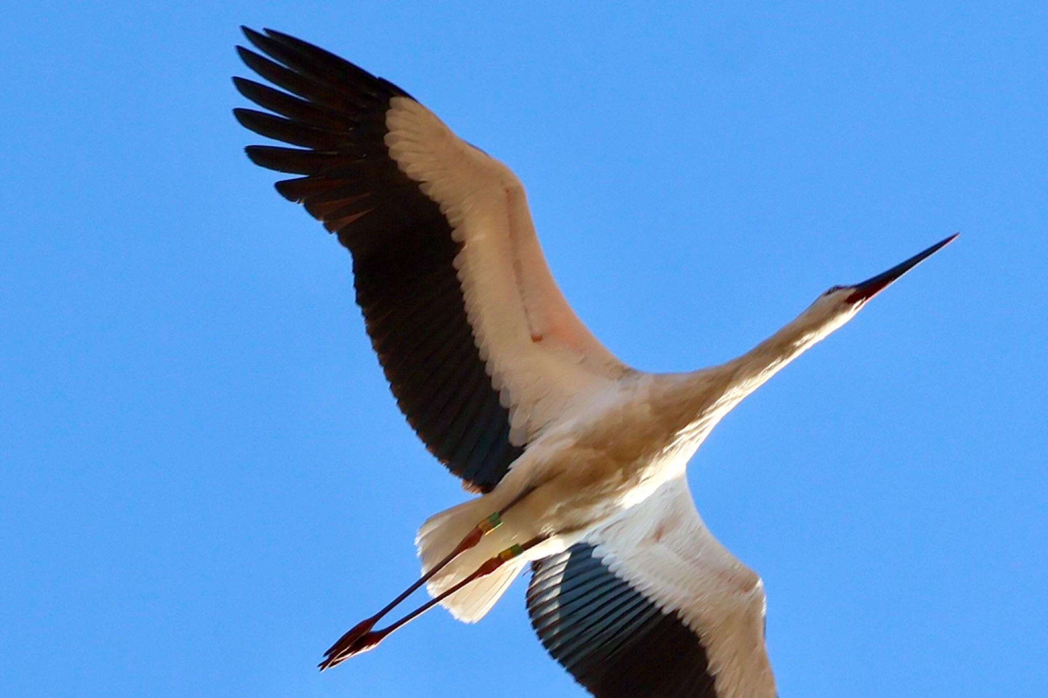 Oriental Stork