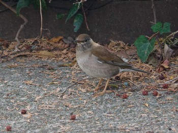 Thu, 1/4/2024 Birding report at 横浜市立金沢自然公園