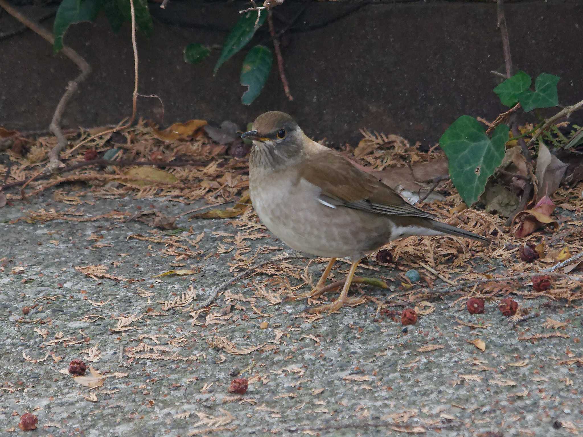 Pale Thrush