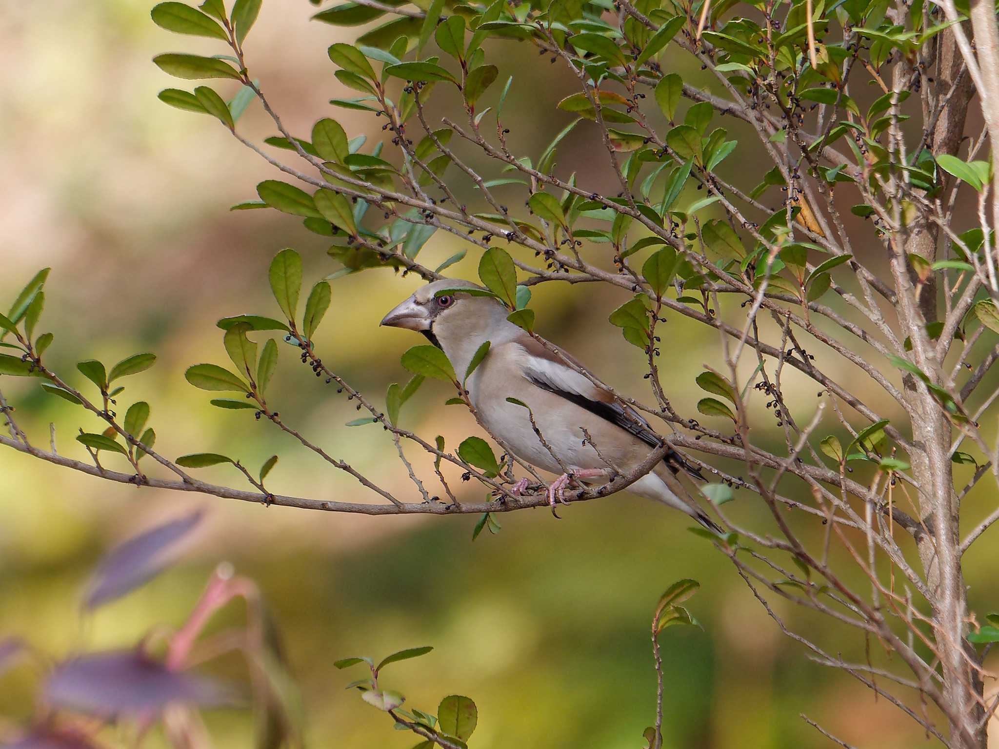 Photo of Hawfinch at 横浜市立金沢自然公園 by しおまつ