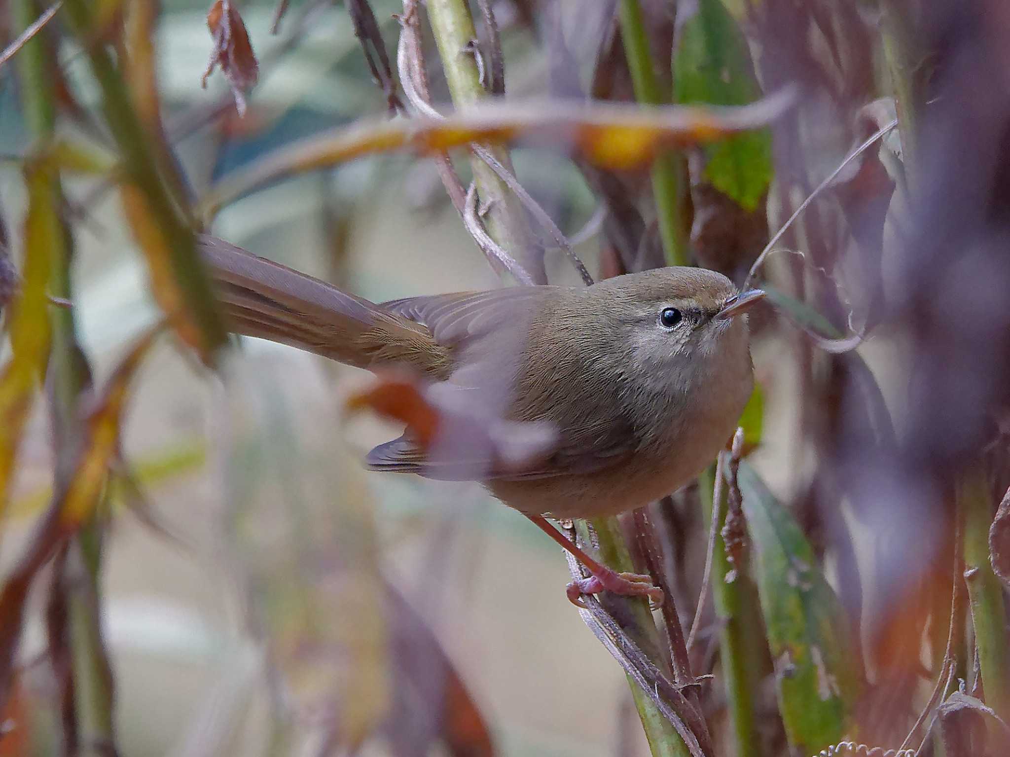 Photo of Japanese Bush Warbler at 横浜市立金沢自然公園 by しおまつ