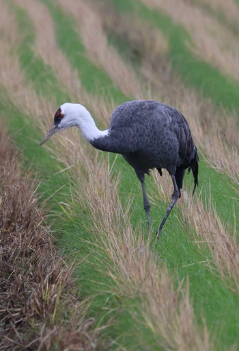 Hooded Crane Izumi Crane Observation Center Wed, 1/3/2024