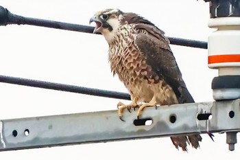 Peregrine Falcon(calidus) Unknown Spots Wed, 1/3/2024