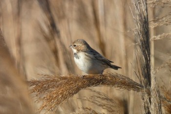 Pallas's Reed Bunting 多摩川 Fri, 1/5/2024