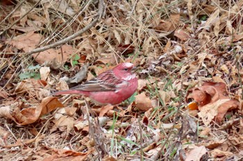 Pallas's Rosefinch 岡谷林道 Wed, 1/3/2024