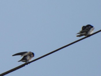 Pacific Swallow Ishigaki Island Tue, 1/2/2024