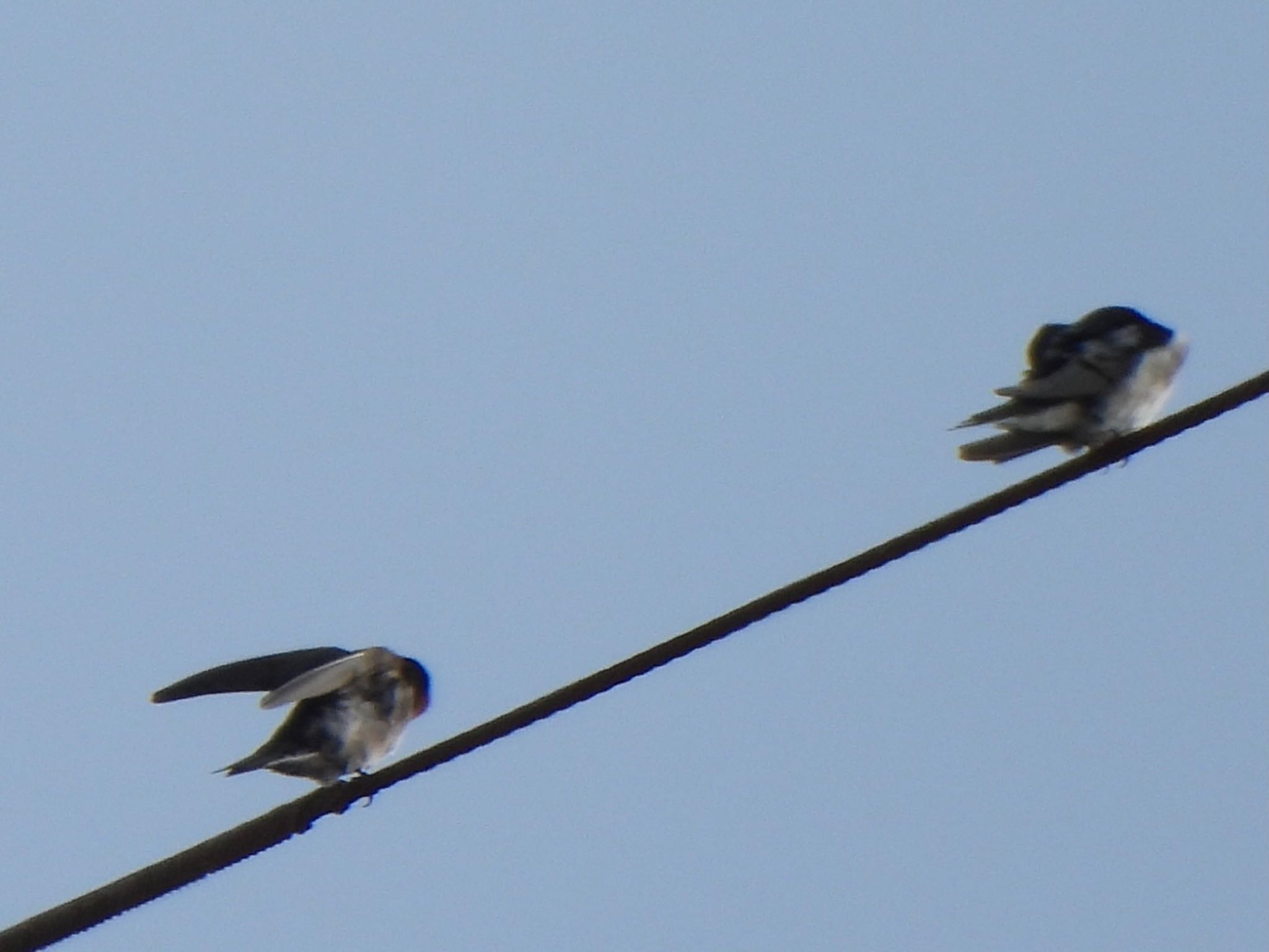 Photo of Pacific Swallow at Ishigaki Island by ツピ太郎