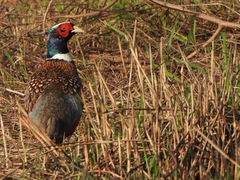 Common Pheasant Ishigaki Island Tue, 1/2/2024