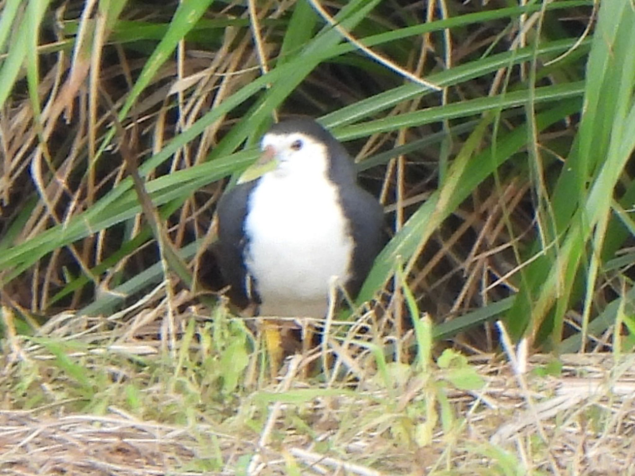 Photo of White-breasted Waterhen at Ishigaki Island by ツピ太郎