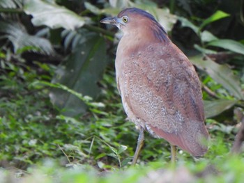 Malayan Night Heron Ishigaki Island Tue, 1/2/2024