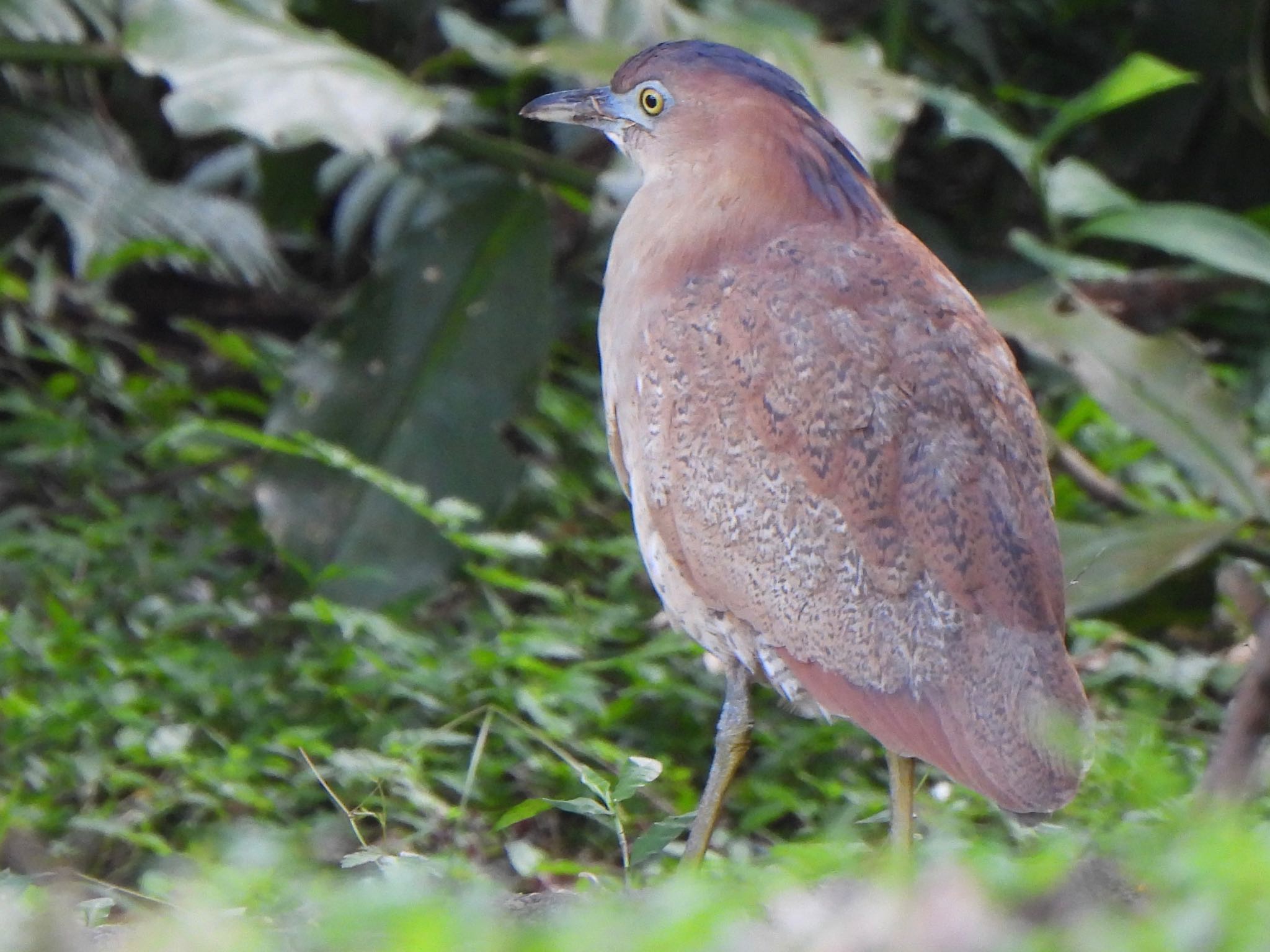 Photo of Malayan Night Heron at Ishigaki Island by ツピ太郎