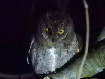 Ryukyu Scops Owl Ishigaki Island Tue, 1/2/2024