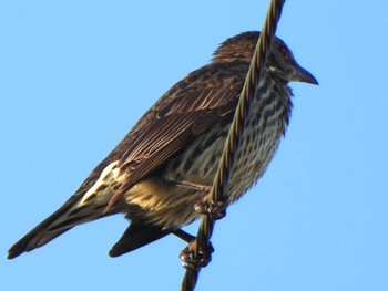 Tue, 1/2/2024 Birding report at Ishigaki Island