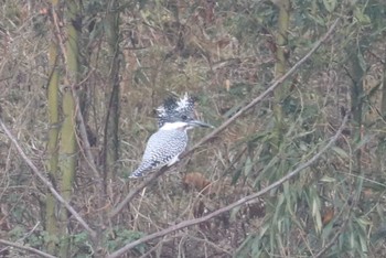 2023年12月31日(日) 球磨川の野鳥観察記録