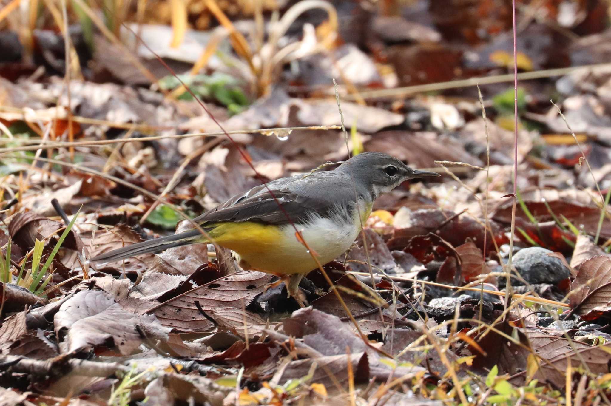 Photo of Grey Wagtail at 球磨川 by 鳥茶漬け