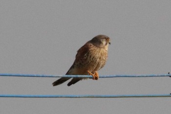 Common Kestrel 球磨川 Sun, 12/31/2023