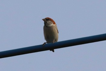 Russet Sparrow 球磨川 Sun, 12/31/2023