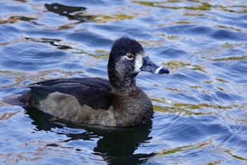 クビワキンクロ こども自然公園 (大池公園/横浜市) 2023年12月29日(金)