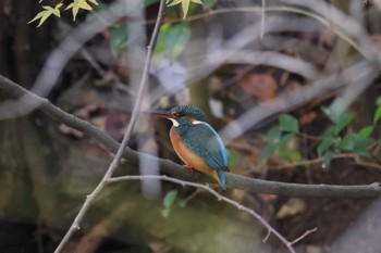 カワセミ 明石公園 2023年11月26日(日)