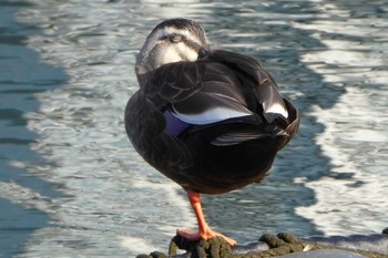 カルガモ 高島水際線公園 2018年10月29日(月)