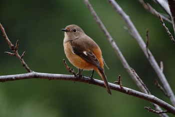 Daurian Redstart 大井埠頭(大井ふ頭) Wed, 1/3/2024