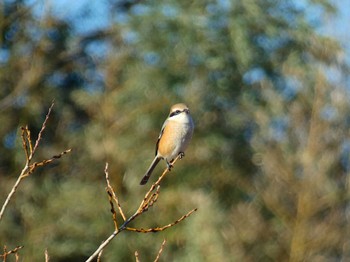 Bull-headed Shrike 奈良市水上池 Fri, 1/5/2024