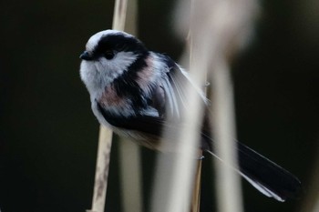 Long-tailed Tit 大井埠頭(大井ふ頭) Wed, 1/3/2024