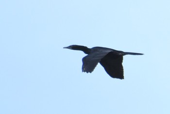 Little Cormorant タイ Thu, 6/14/2018