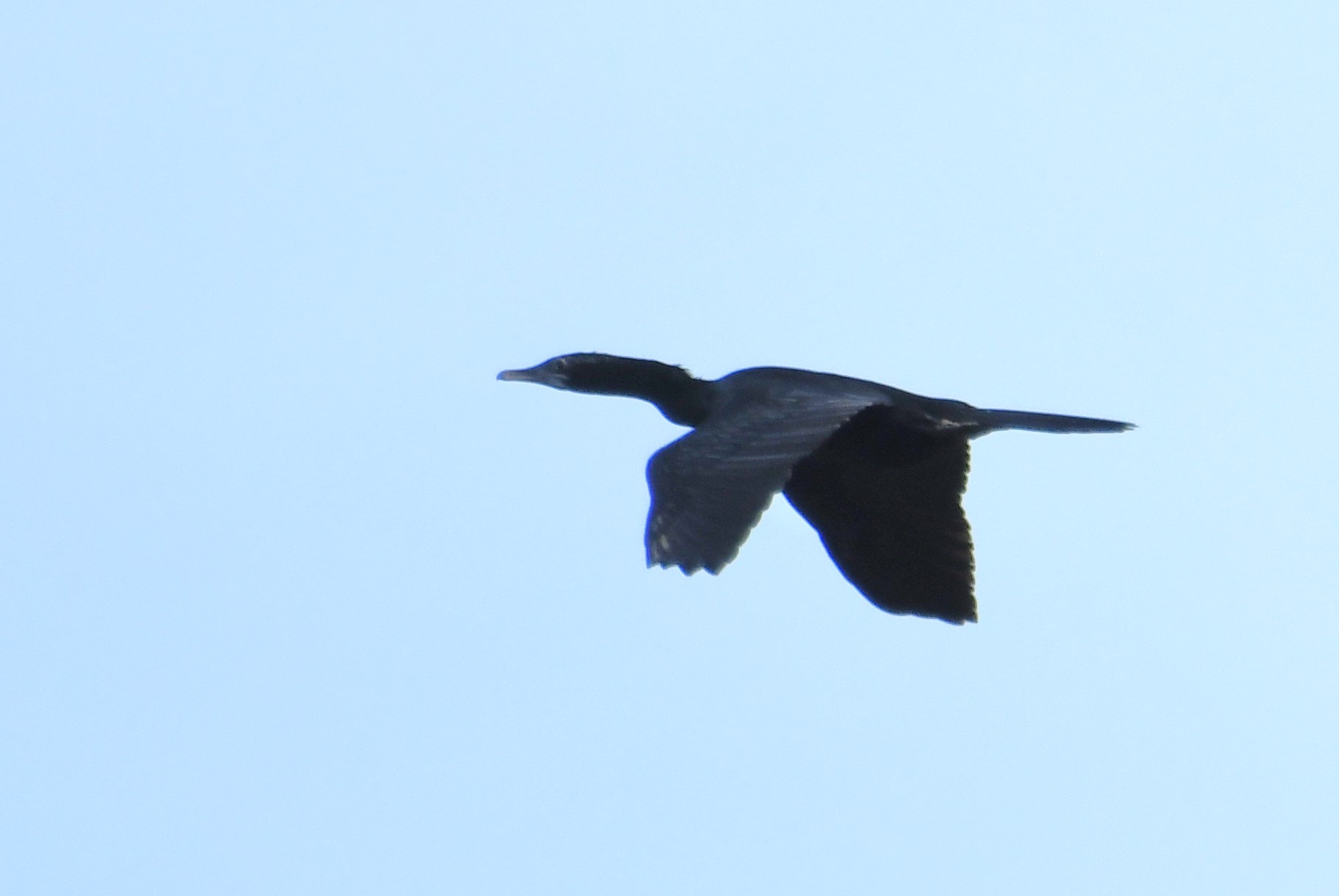 Photo of Little Cormorant at タイ by あひる