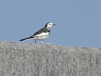 White Wagtail(leucopsis) 熊本新港 Fri, 1/5/2024