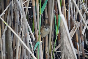 チュウヨシキリ シドニータロンガ動物園 2018年7月2日(月)