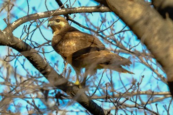 Eastern Buzzard 柳瀬川 Thu, 1/4/2024